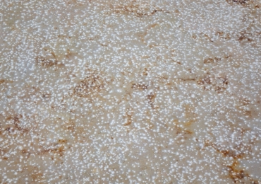 Marmette in pietra di Trani da pavimento stile antico, formato 50×2 cm a correre.